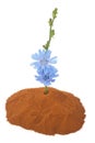 Blue chicory flower and powder of instant chicory Royalty Free Stock Photo