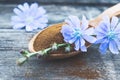Blue chicory flower and a wooden spoon of chicory powder on an old wooden table. Chicory powder. The concept of healthy diet drink Royalty Free Stock Photo