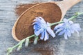 Blue chicory flower and a wooden spoon of chicory powder on an old wooden table. Chicory powder. The concept of healthy diet drink Royalty Free Stock Photo