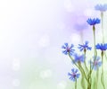 Blue chicory flowers background Royalty Free Stock Photo