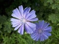 Blue chicory flowers close up Royalty Free Stock Photo