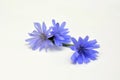 blue chicory flowers on white background Royalty Free Stock Photo