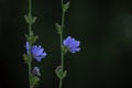 Blue chicory flowers on a dark background. Caffeine free