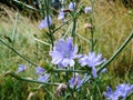 Blue chicory flowers fiels wild nature macro flowers natural background Royalty Free Stock Photo