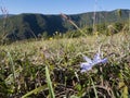 Blue chicory flowers growing on the alpine meadow Royalty Free Stock Photo