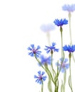 Blue chicory flowers on white Royalty Free Stock Photo