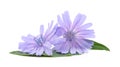 Blue chicory flowers