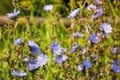 Blue chicory flowers in the meadow, summertime outdoor background Royalty Free Stock Photo