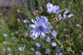 Blue chicory flowers meadow Royalty Free Stock Photo