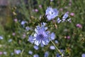 Blue chicory flowers meadow Royalty Free Stock Photo