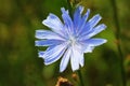 Blue Chicory Flowers, chicory wild flowers on the field. Blue flower on natural background. Flower of wild chicory endive .