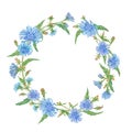 Blue chicory flowers, wreath, space for text