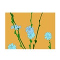 Blue chicory flowers on yellow background