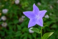 Blue Chinese Bellflower blooming in a garden, dark green foliage background