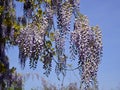 Blue Chinese wisteria Royalty Free Stock Photo