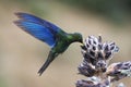 A Blue-chinned Sapphire hummingbird feeding on a wild Lantana flower. Tropical bird feeding. Hummingbird in