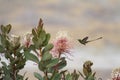 Blue-chinned Sapphire hummingbird feeding on a wild Lantana flower. Tropical bird feeding. Hummingbird in