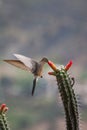 chinned Sapphire hummingbird (Chlorestes notata) feeding on a wild Lantana flower. Tropical bird feeding. Hummingbird in