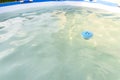 Blue chlorine dispenser floating in a home pool in garden, cleaning and care of the domestic pool. Royalty Free Stock Photo