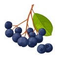 Blue chokeberry berry in cartoon style. Plant food products.