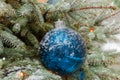 Blue Christmas ball on living branch of Christmas tree outdoors