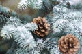 The blue Christmas tree branch with cones covered with snow Royalty Free Stock Photo
