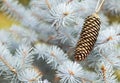 Blue christmas tree branch with gold decoration pine cone Royalty Free Stock Photo