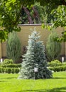 Blue Christmas tree on the green lawn near the cottage Royalty Free Stock Photo