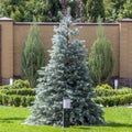 Blue Christmas tree on the green lawn near the cottage