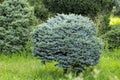 Blue Christmas tree on the green lawn near the cottage Royalty Free Stock Photo