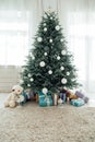 Blue Christmas tree with pine decor gifts for the new year in the interior