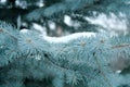 Blue Christmas tree