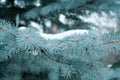 Blue Christmas tree Royalty Free Stock Photo