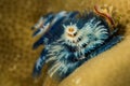 blue christmas tree worm Royalty Free Stock Photo