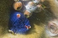Blue christmas tree worm Royalty Free Stock Photo