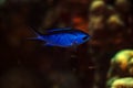 Blue Chromis Royalty Free Stock Photo