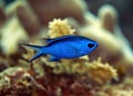 Blue Chromis fish Royalty Free Stock Photo