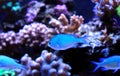 Blue Chromis swimming in coral reef aquarium Royalty Free Stock Photo