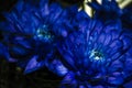 Blue chrysantemum