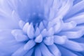 Blue chrysanthemum background Royalty Free Stock Photo