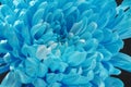 Blue Chrysanthemum