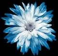 Blue chrysanthemum flower on black isolated background with clipping path. Closeup.. Royalty Free Stock Photo