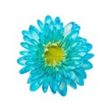 Blue Chrysanthemum Flower Isolated over White Background Royalty Free Stock Photo