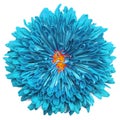 Blue chrysanthemum flower isolated on white background Royalty Free Stock Photo