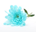 Blue chrysanthemum flower