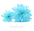 Blue chrysanthemum flower