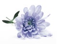 Blue chrysanthemum flower