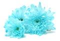 Blue chrysanthemum flower