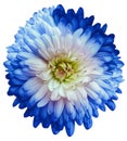 Blue   chrysanthemum.  Flower on white  isolated background with clipping path.  For design.  Closeup. Royalty Free Stock Photo