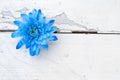 Blue chrysanthemum over white wooden background Royalty Free Stock Photo